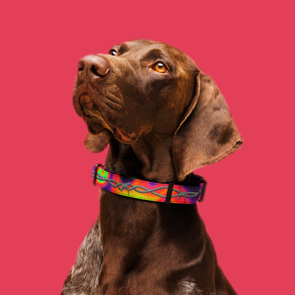 Neo Thermal Pet Collar